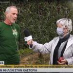 Αυξημένη αναμένεται η συγκομιδή μήλων φέτος την Καστοριά (video)