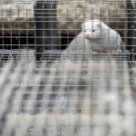 Θεσσαλονίκη: Ολοκληρώθηκε ο έλεγχος στη φάρμα γουνοφόρων – Αρνητικά και τα 30 μινκ
