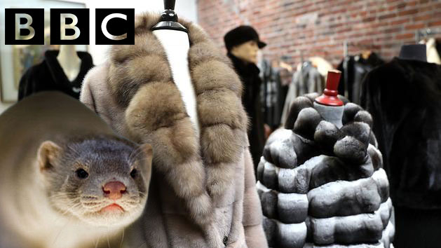 bbc-furs