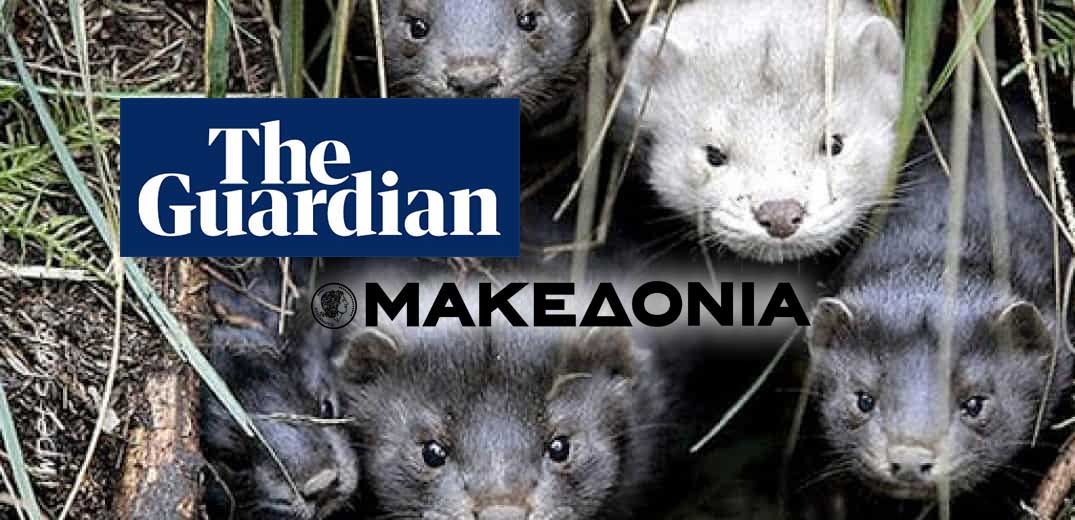 mink-MAKEDONIA-GUARDIAN