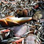 Τελιγιορίδου και άλλοι βουλευτές του ΣΥΡΙΖΑ: Aναγκαία η στήριξη των αλιευτικών συνεταιρισμών των λιμνοθαλασσών λόγω αδιάθετων προϊόντων