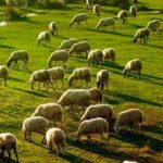 Δ/νση Αγροτικής Οικονομίας & Κτηνιατρικής Π.Ε. Καστοριάς: Κατανομή Βοσκοτόπων 2020