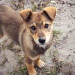 “Φιλόδημος ΙΙ”: 372.000€ για την δημιουργία καταφυγίου αδέσποτων ζώων συντροφιάς στον Δήμο Άργους Ορεστικού