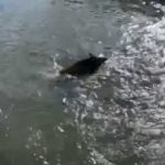 Φλώρινα: Αγριογούρουνο κολυμπά στο ποταμό Σακουλέβα, στον κέντρο της πόλης (video)