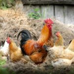 Τμήμα Κτηνιατρικής Π.Ε. Καστοριάς: Τήρηση Μέτρων Βιοασφάλειας προς αποφυγή δημιουργίας Εστιών Υψηλής Παθογονικότητας γρίπης των πτηνών.