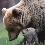 Ο Νίκος Παναγιωτόπουλος φωτογραφίζει αρκούδα με το μικρό της και…εμπνέεται