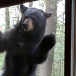 Πέτρα: Τετ α τετ 70χρονου με αρκούδα – «Πρώτη φορά φοβήθηκα για την οικογένεια μου και τη ζωή μου!»