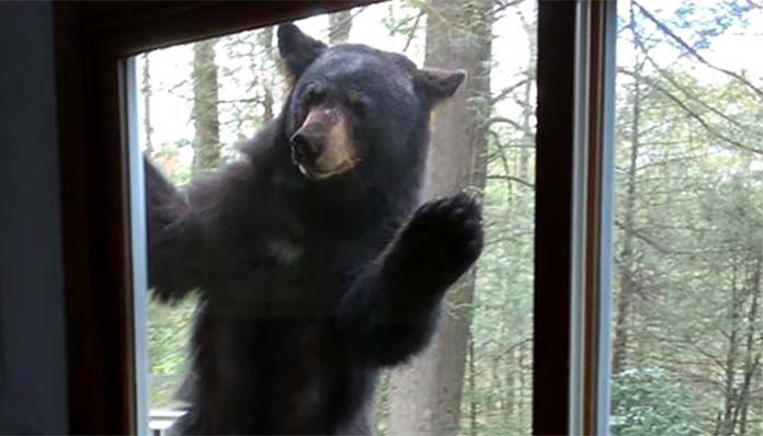 bear_window