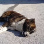 Νεκρά σκυλιά στο Νεστόριο Καστοριάς – Άνθρωποι διεστραμμένοι κυκλοφορούν στους δρόμους του Νεστορίου