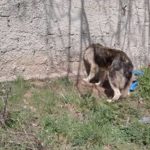Καστοριά: Η Πυροσβεστική έσωσε σκύλο που σφήνωσε το κεφάλι του σε μαντρότοιχο (φωτογραφίες – βίντεο)