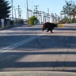 SOS : Αρκούδα μέρα μεσημέρι στο Δισπηλιό