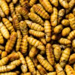 Απόφαση σταθμός της ΕΕ: ενέκρινε έντομα ως τρόφιμα