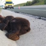 Τροχαίο στην Εγνατία με θύμα αρκούδα