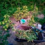 Γρεβενά: Εντοπίστηκε φυτεία με 29 δενδρύλλια κάνναβης – Συνελήφθησαν 3 άτομα (φωτο)