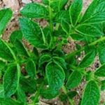 Ενημέρωση σχετικά με προστατευτικά μέτρα κατά των επιβλαβών για τα φυτά οργανισμών