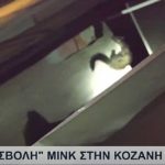 Εισβολή μινκ σε σπίτια στην Κοζάνη (βίντεο – ρεπορτάζ)