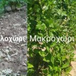 ΠΕ Καστοριάς: Ζημιές στις καλλιέργειες των φασολιών από τις πολύ υψηλές θερμοκρασίες – Τι πρέπει να αλλάξει ο ΕΛΓΑ