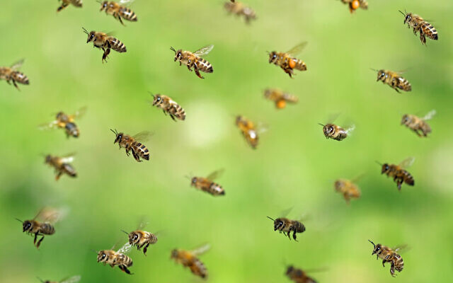macro shot of flying bee swarm after collecting pollen in spring on green bokeh