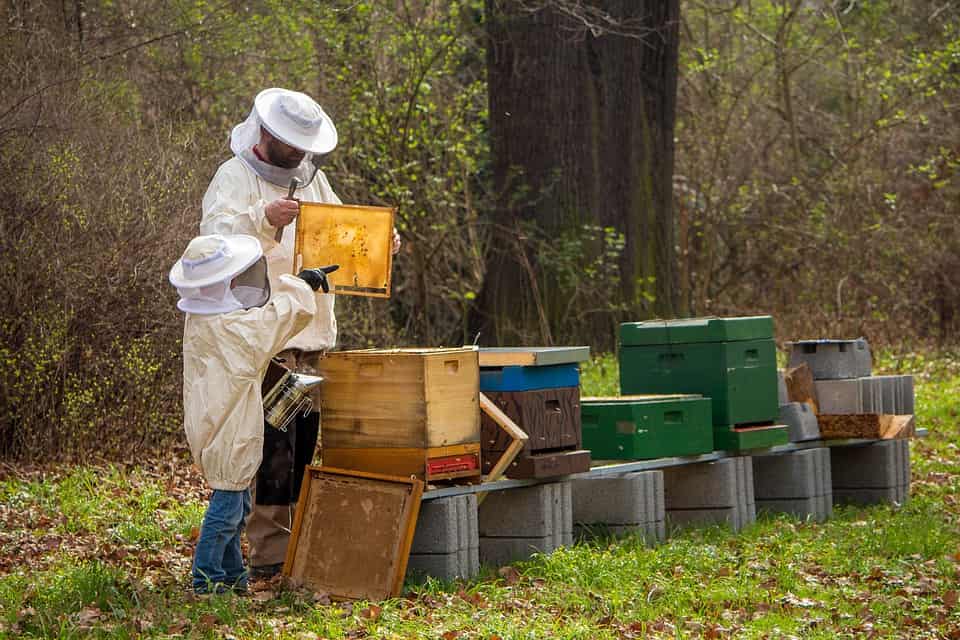 beekeeper