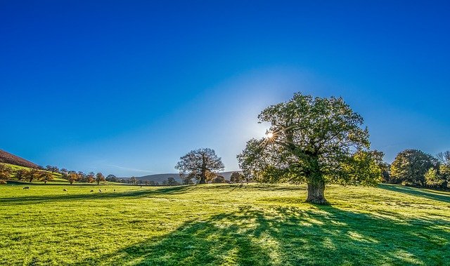 tree-gaf782d1d7_640