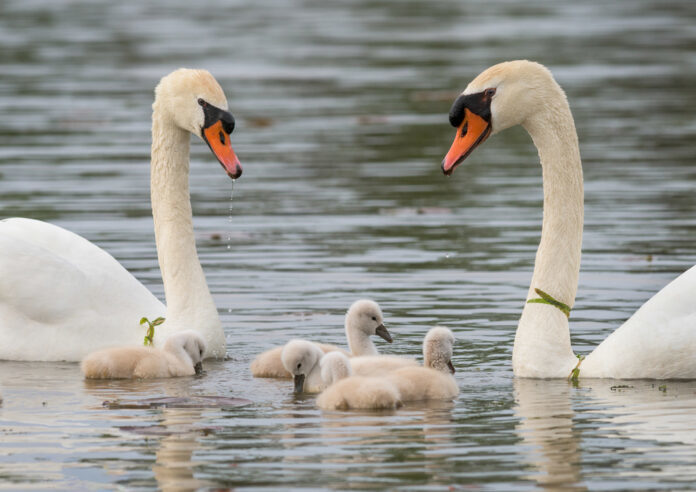 Baby,Newborn,Mute,Swans,(cygnets),With,Mother,(pen),And,Father