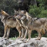 Αγέλη λύκων εμφανίστηκε στην Ψαλίδα της Καστοριάς