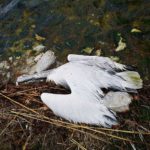 Πρέσπες: 575 πελεκάνοι νεκροί από τη γρίπη των πτηνών