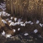 Με την συμμετοχή του Στρατού η περισυλλογή των νεκρών Αργυροπελεκάνων στην Μικρή Πρέσπα