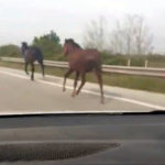 Εγνατία Οδός: Οδηγοί είδαν να… καλπάζουν μπροστά τους τρία άλογα!