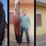 Απίστευτη ψαριά στον Αλιάκμονα- Έπιασε γουλιανό 2,45μ. μήκους και βάρους 87 κιλών (φωτογραφίες)