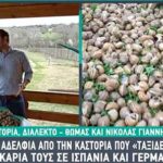 Οι δίδυμοι Καστοριανοί που “Ταξιδεύουν” τα σαλιγκάρια τους σε Ισπανία και Γερμανία