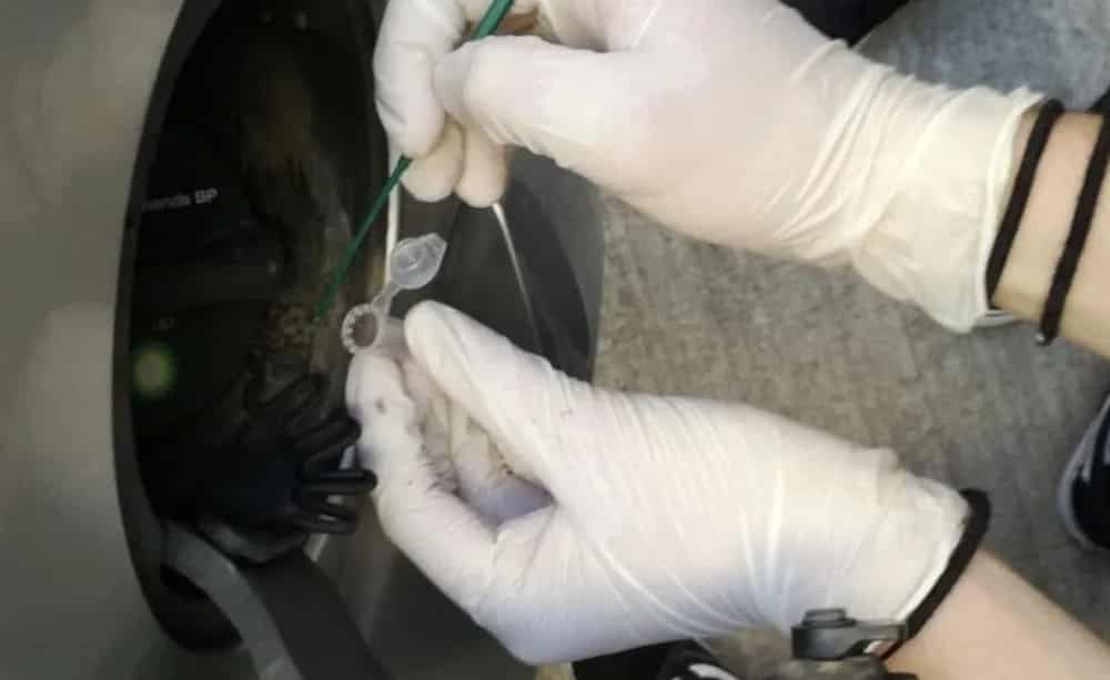 An-unknown-bacterium-that-degrades-fuel-found-in-the-mouth-of-car-tanks-Kiratas