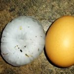 Καστοριά – Χαλάζι σε μέγεθος αυγού!