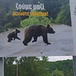 Δισπηλιό: Αρκούδα εναντίον συμπολίτη μας – Λεφτά για πινακίδες υπάρχουν, αλλά για ουσιαστική αντιμετώπιση όχι
