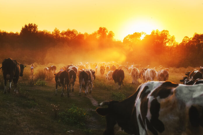 Epic,Scene,Of,Cattle,Farm,-,Livestock,Of,Cows,Going