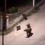 Αρκούδα βολτάρει με τα αρκουδάκια στην περιοχή ΛΥΒ της Καστοριάς – 