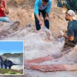 Ανακαλύφθηκε ο μεγαλύτερος δεινόσαυρος της Ευρώπης και ίσως του κόσμου