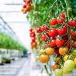 Ελλάδα: Ετοιμάζεται το πρώτο θερμοκήπιο που θα «καίει» υδρογόνο