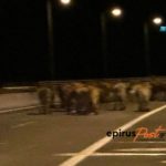 Μέτσοβο: Ατύχημα στην Εγνατία με φορτηγό που μετέφερε αγελάδες – Έκλεισαν και τα δύο ρεύματα – Τα ζώα βγήκαν στο δρόμο