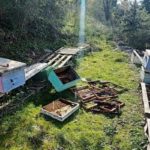 Αρκούδα κατέστρεψε κυψέλες στην Καστοριά – ΦΩΤΟ