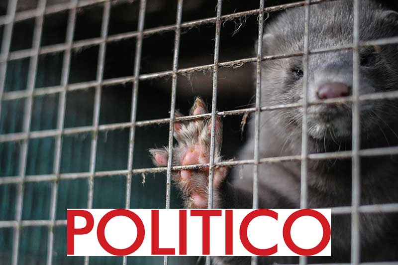 politikco-ban-fur