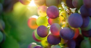 grapes (1)