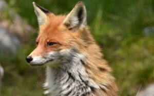 fox (1)