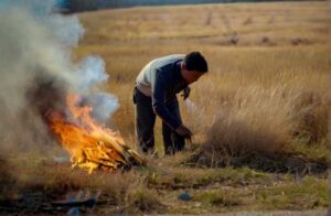 A_MAN_SETS_A_FIRE_ON_DRY_GRASS_IN_A_FIELD_0