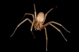 Brown_Recluse