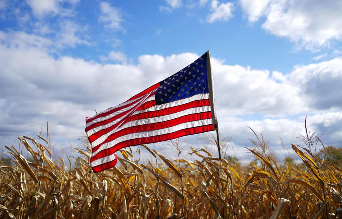agrotes ameriki