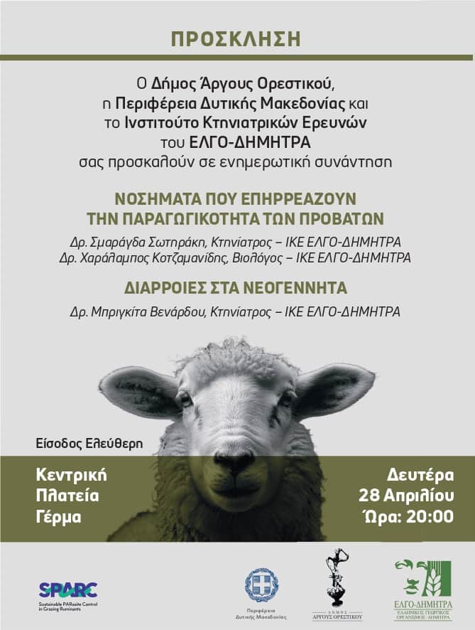 sheep