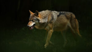 lykos