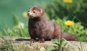 mink