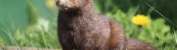 mink